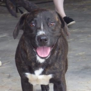 Happy dog