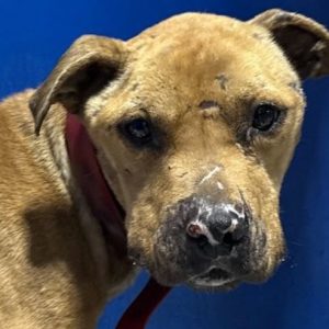 Harlem (Animal Protective Services)