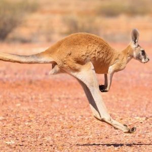 kangaroo (bushheritage.org)