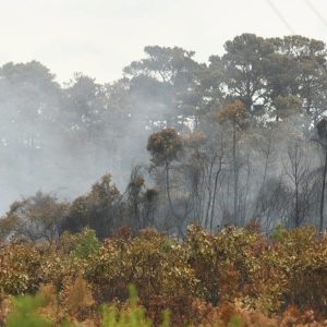 Smoke rising through a burning woodland along Quarry Road. (NCFS photo)