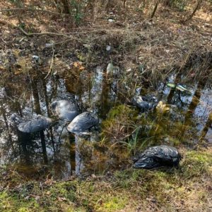 Dead dogs in garbage bags